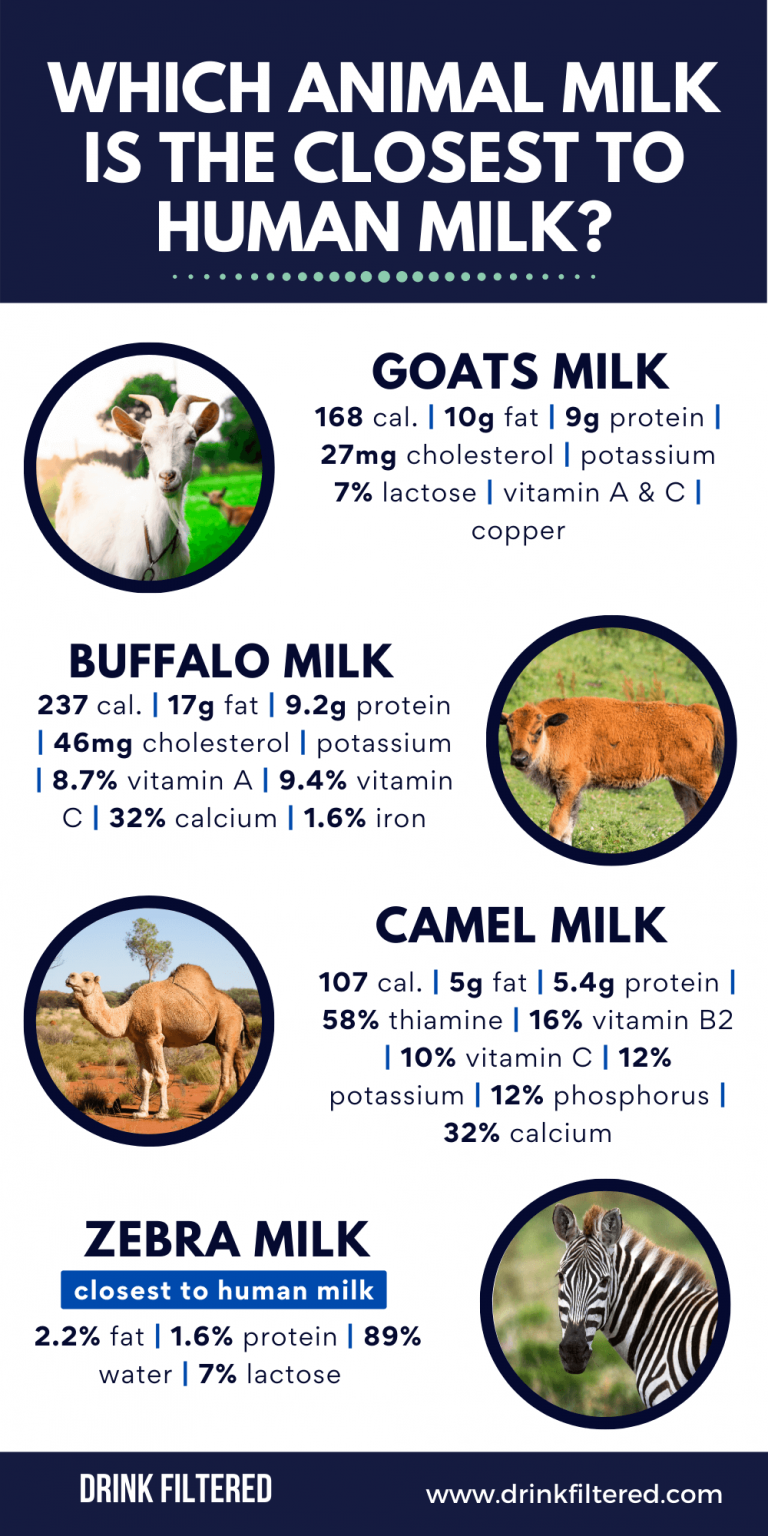 Best Healthy Animal Milk | Infographic Portal