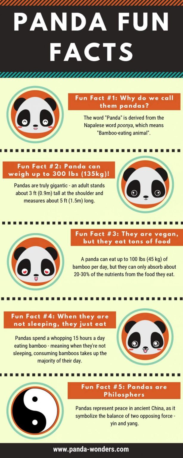 giant-panda-fun-facts-infographic-portal